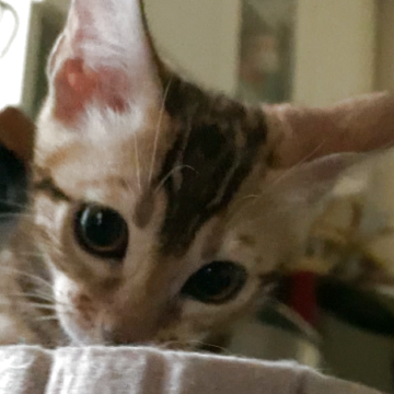 ベンガル【京都府・女の子・2025年8月5日・ブラウンスポテッドタビー(ロゼット)】の写真「ビックロゼット♡柄綺麗　　あまえたがーる❤️」