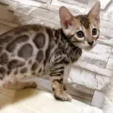 ベンガル