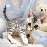 ベンガル