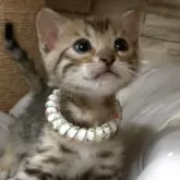 ベンガル