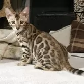 ベンガル