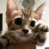 ベンガル