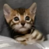 ベンガル