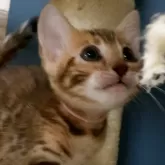 ベンガル