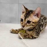 ベンガル