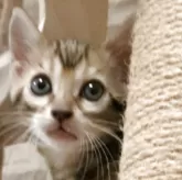 ベンガル