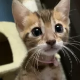 ベンガル