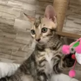 ベンガル