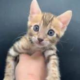 ベンガル