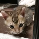 ベンガル