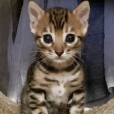 ベンガル