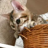 ベンガル