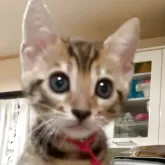 ベンガル