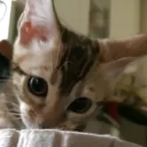 ベンガル【京都府・女の子・2025年8月5日・ブラウンスポテッドタビー(ロゼット)】の写真1