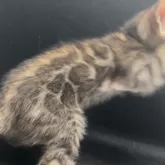 ベンガル【京都府・男の子・2025年10月1日・ブラウンスポテッドタビー】の写真3