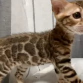 ベンガル【京都府・女の子・2025年8月5日・ブラウンスポテッドタビー(ロゼット)】の写真3