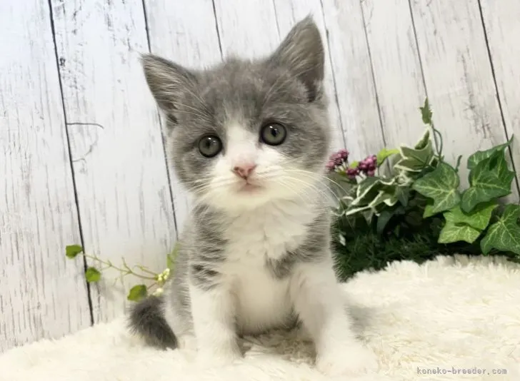 ID：2111-01755の子猫