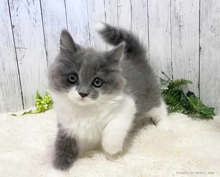 ID：2112-01166の子猫