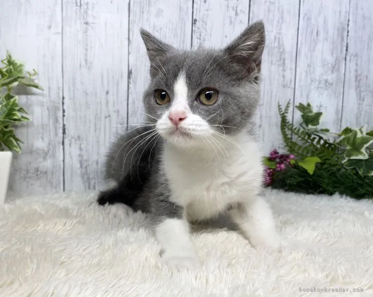 ID：2107-01295の子猫