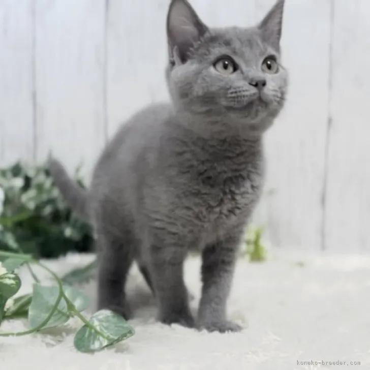 ID：2306-01583の子猫