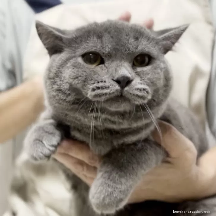 ID:2410-02453の子猫