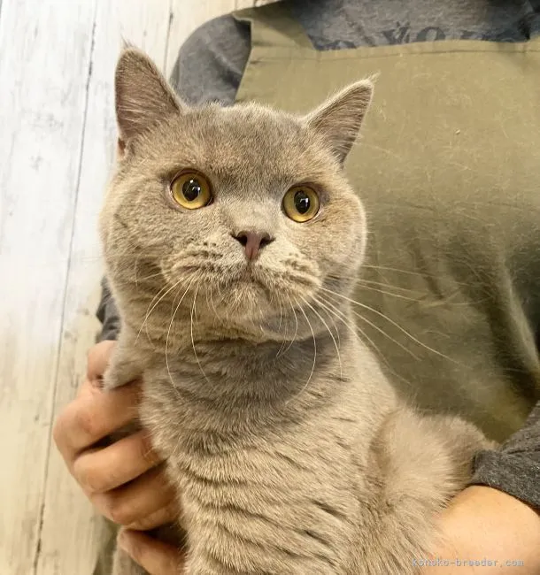 ID：2106-00839の子猫