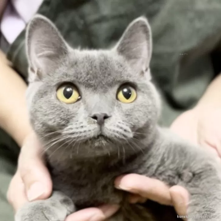 ID:2410-01895の子猫