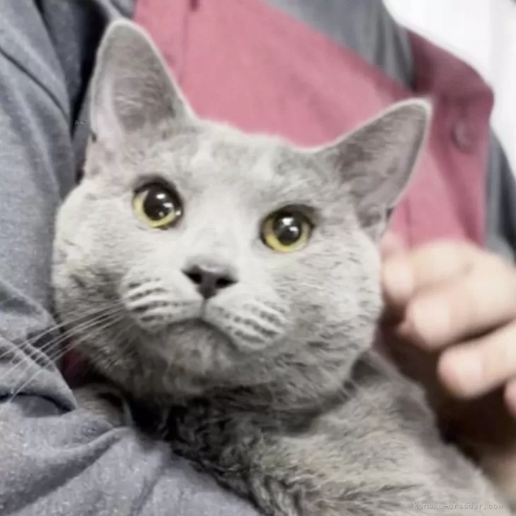 ID：2404-00456の子猫