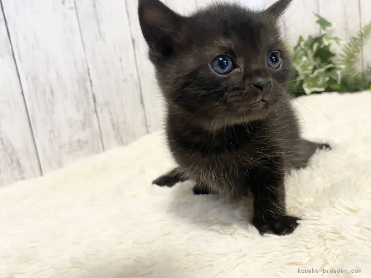 ID：2204-00903の子猫