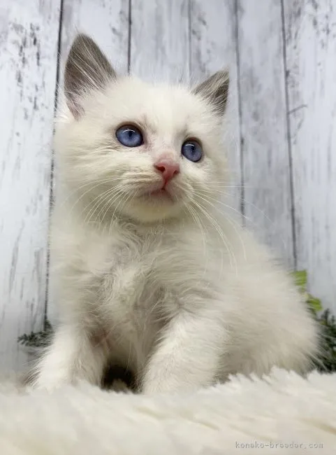 S.S 様のお迎えした子猫