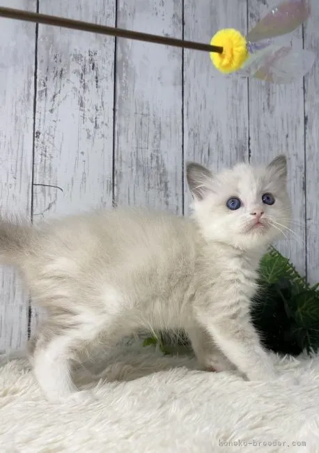 ちびっこ 様のお迎えした子猫