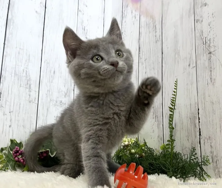 スカーレット 様のお迎えした子猫