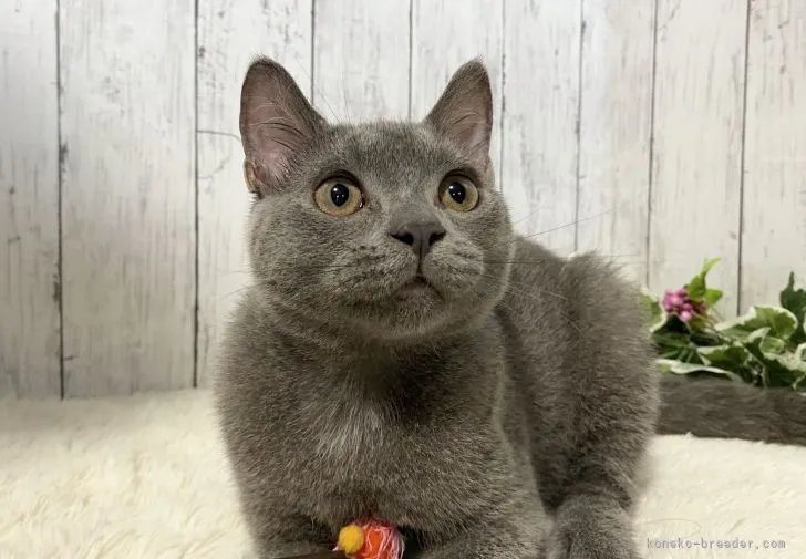 ID：2108-01515の子猫