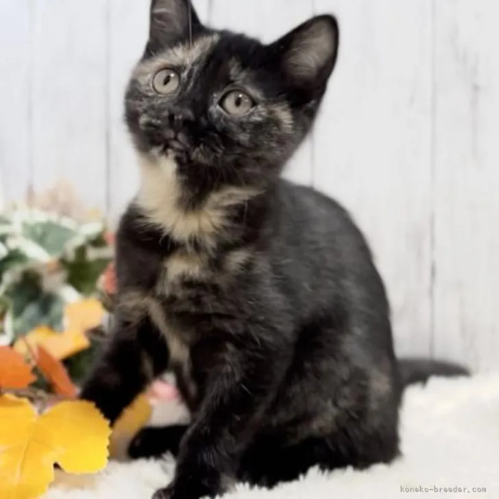 スコティッシュフォールド(立ち耳)【静岡県・女の子・2022年9月7日・トーティシェル】の写真1