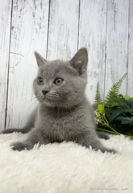 ID：2106-00238の子猫