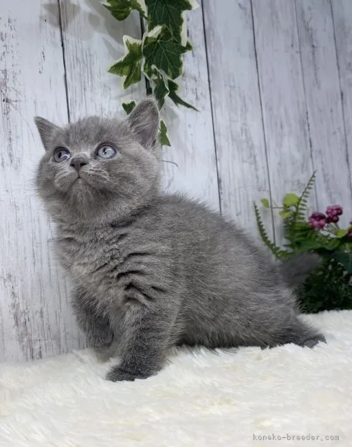 ID:2105-02333の子猫