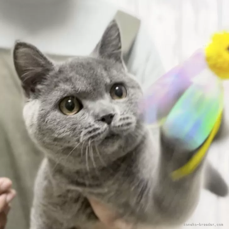 ID:2410-02028の子猫