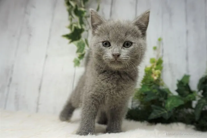 ID：2104-01925の子猫