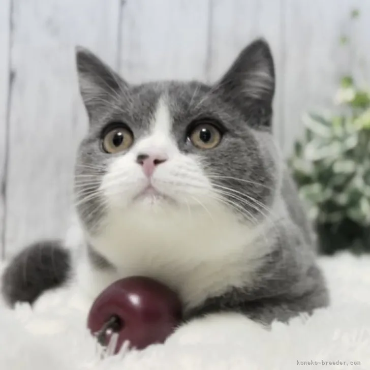 ID:2312-01168の子猫