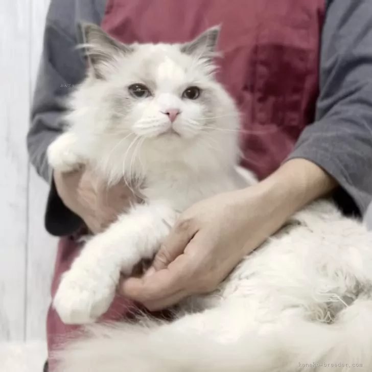 ID:2312-01115の子猫