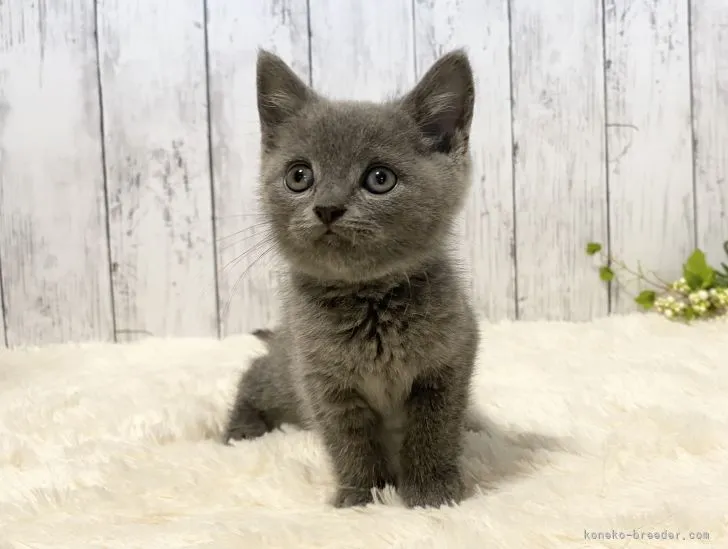 ID:2111-01745の子猫