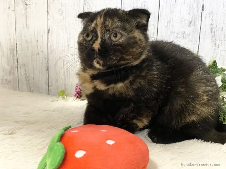 ID：2111-01629の子猫