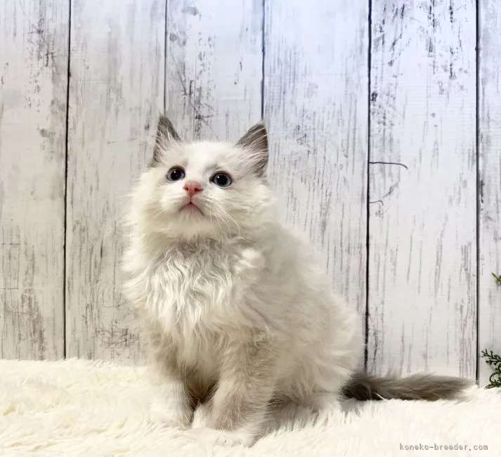 ID:2203-01513の子猫