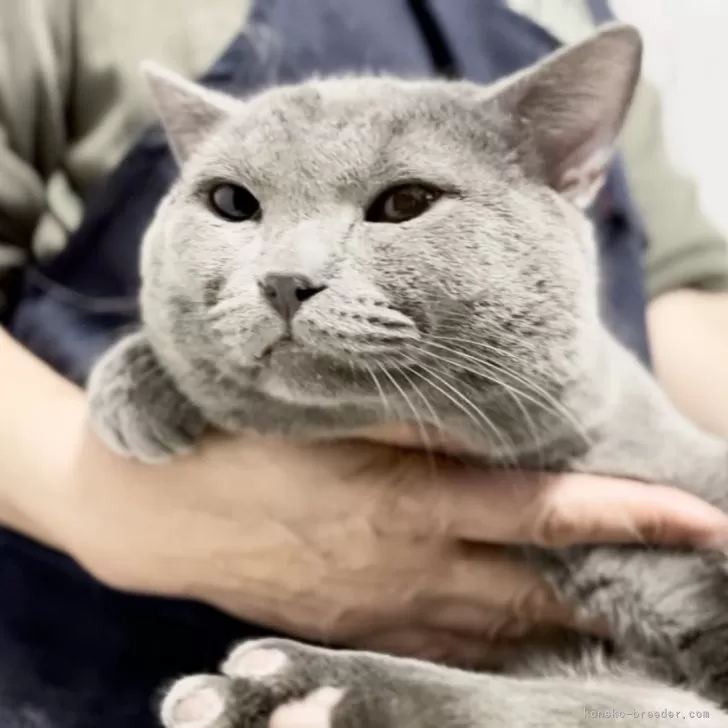 ID：2403-00201の子猫
