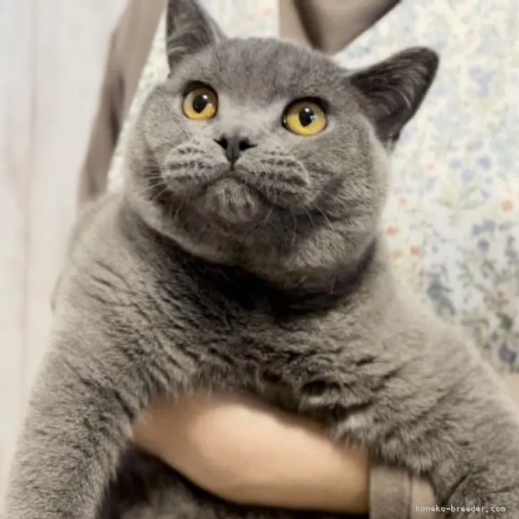 R.S 様のお迎えした子猫