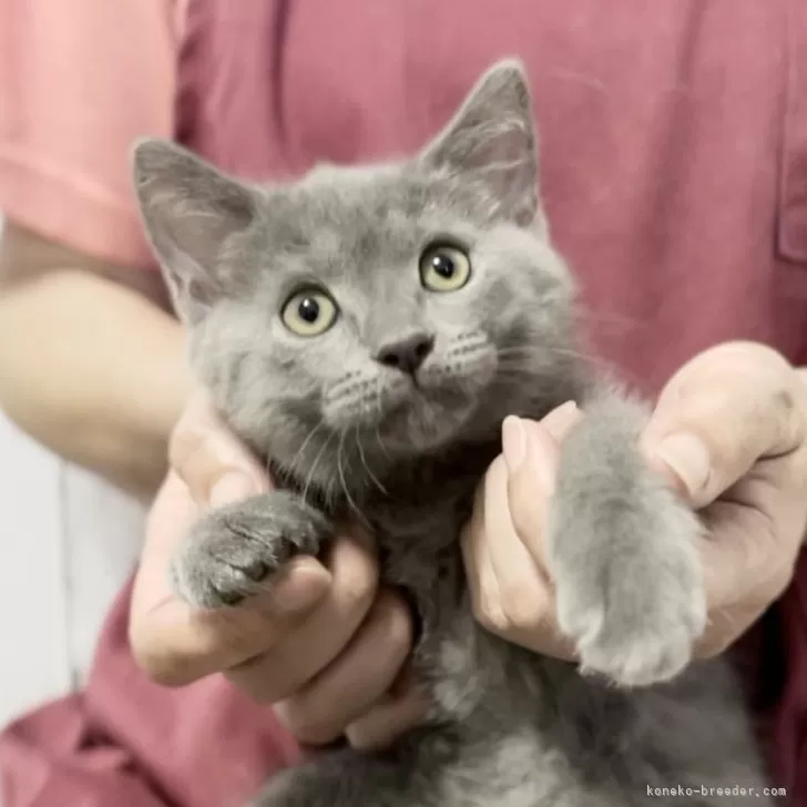ID:2405-03130の子猫