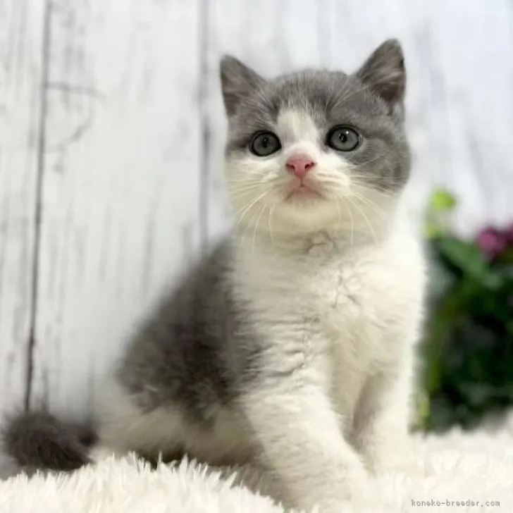 yocchiii 様のお迎えした子猫