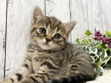スコティッシュフォールド(立ち耳)【静岡県・男の子・2022年4月11日・ブラウンタビー】の写真「❤️クリクリおめめのイケメンくんです❤️」