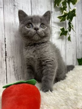 ブリティッシュショートヘア【静岡県・女の子・2021年3月4日・ブルー】の写真「パパはACCチャンピオン🏆」