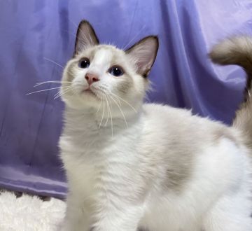 ラグドール【静岡県・男の子・2021年5月1日・シールポイントバイカラー】の写真「美しい瞳の男の子❤️お値段、写真、変更しました！」